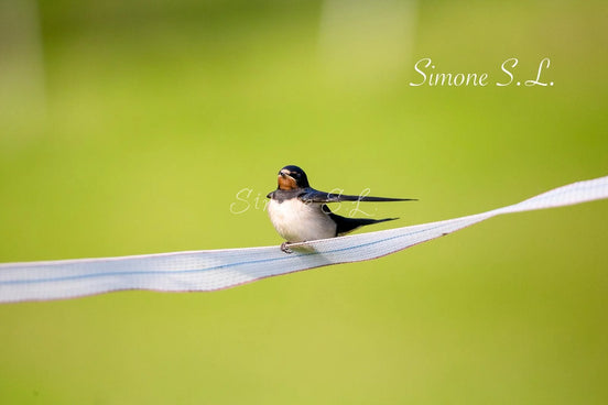 Barn Swallow (photo)