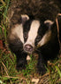 Barry Badger (photo)