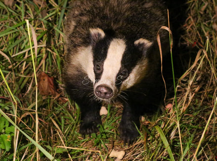Barry Badger (photo)
