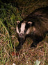 Barry Badger with Apple (photo)