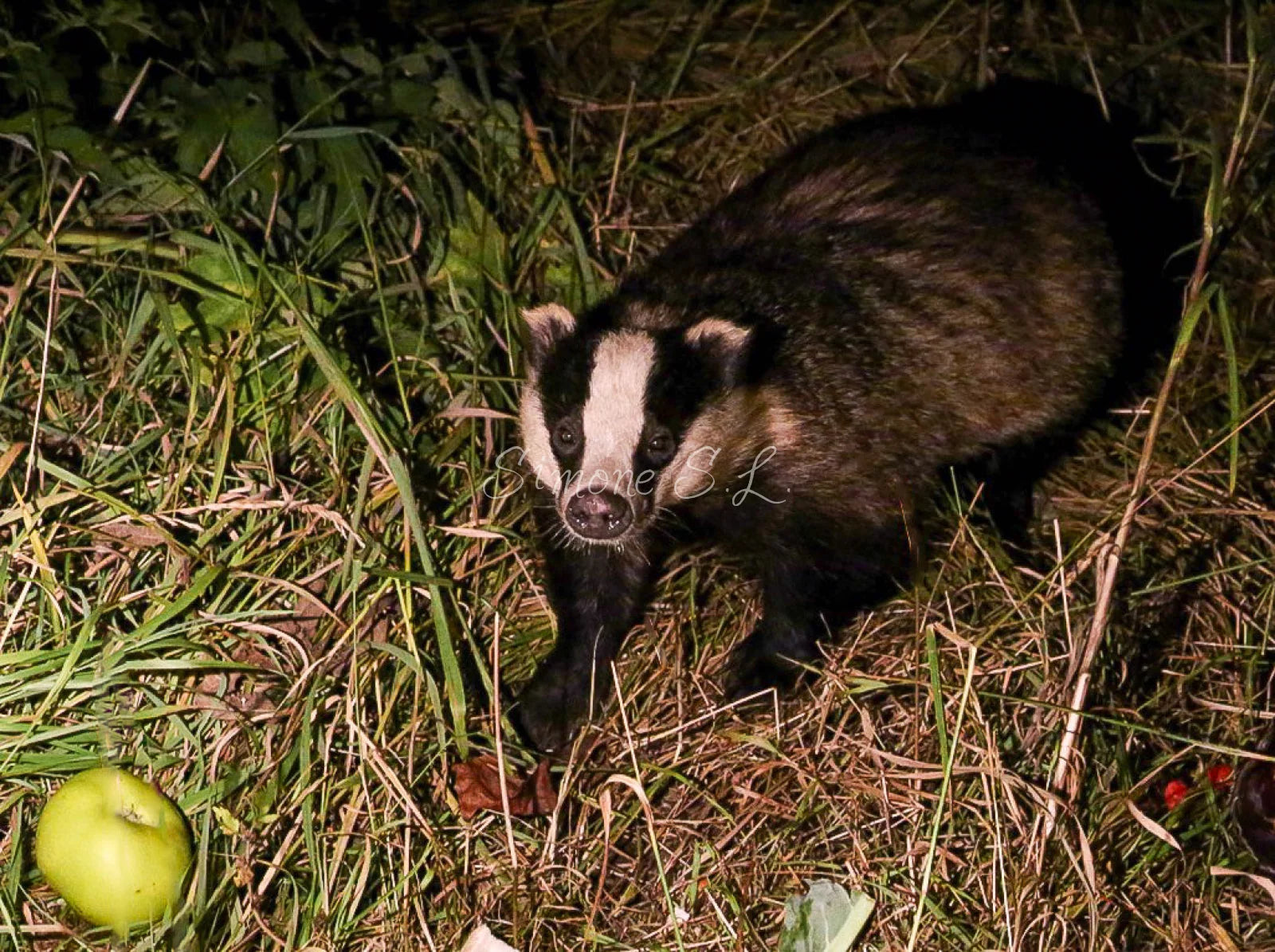 Barry Badger with Apple (photo)