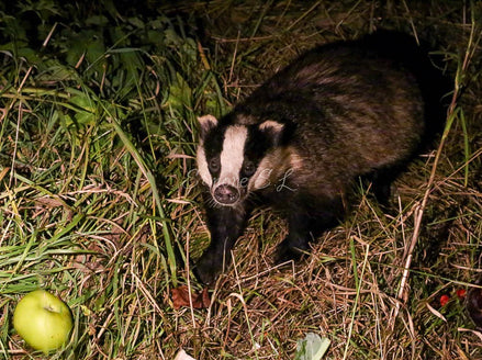 Barry Badger with Apple (photo)