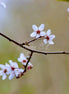 Beautiful Flowers (photo)