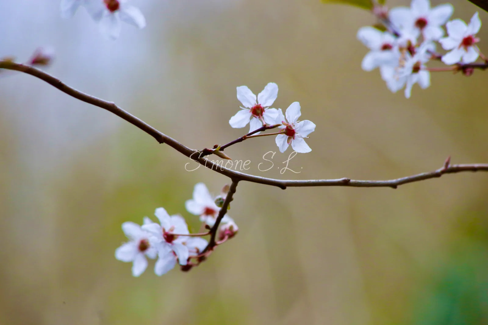 Beautiful Flowers (photo)