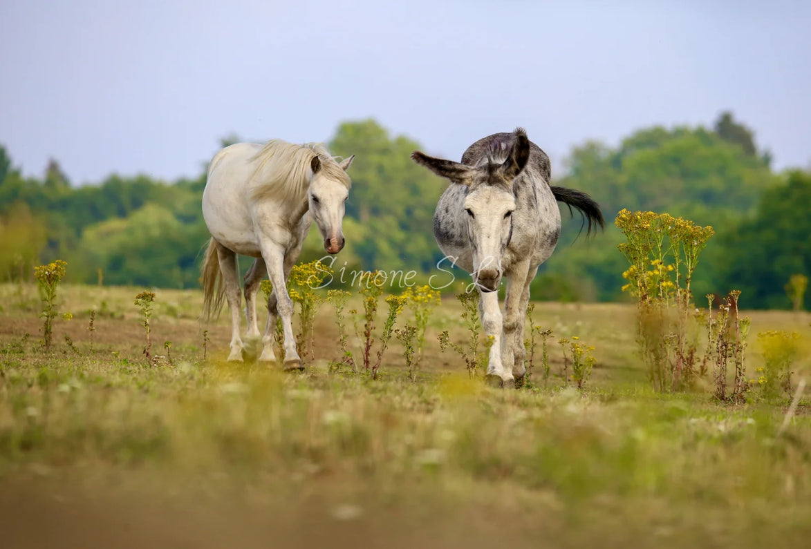 Best Friends On A Walk (photo)