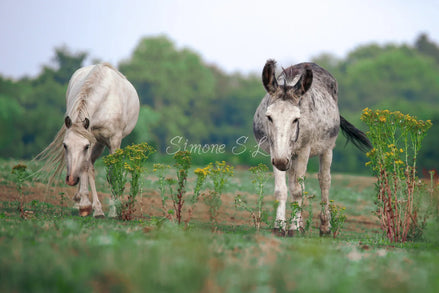 Best Friends (photo)