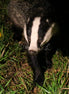 Betty Badger (photo)