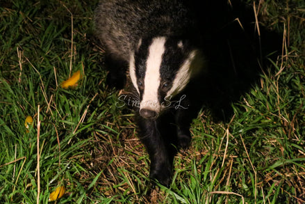 Betty Badger (photo)