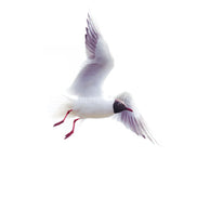 Black-headed Gull (photo) - v.1