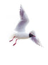Black-headed Gull (photo) - v.1