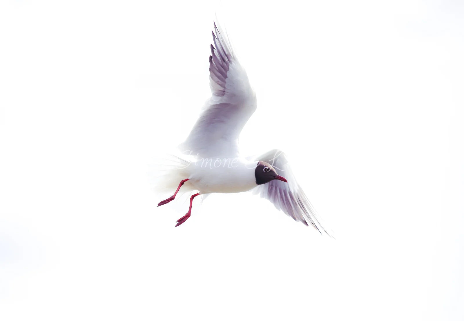 Black-headed Gull (photo) - v.1