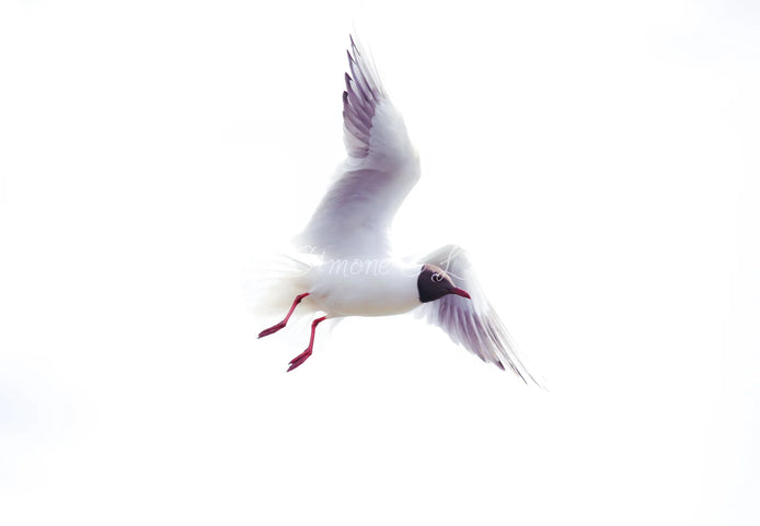 Black-headed Gull (photo) - v.1