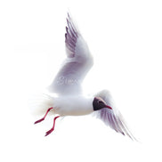 Black-headed Gull (photo) - v.2