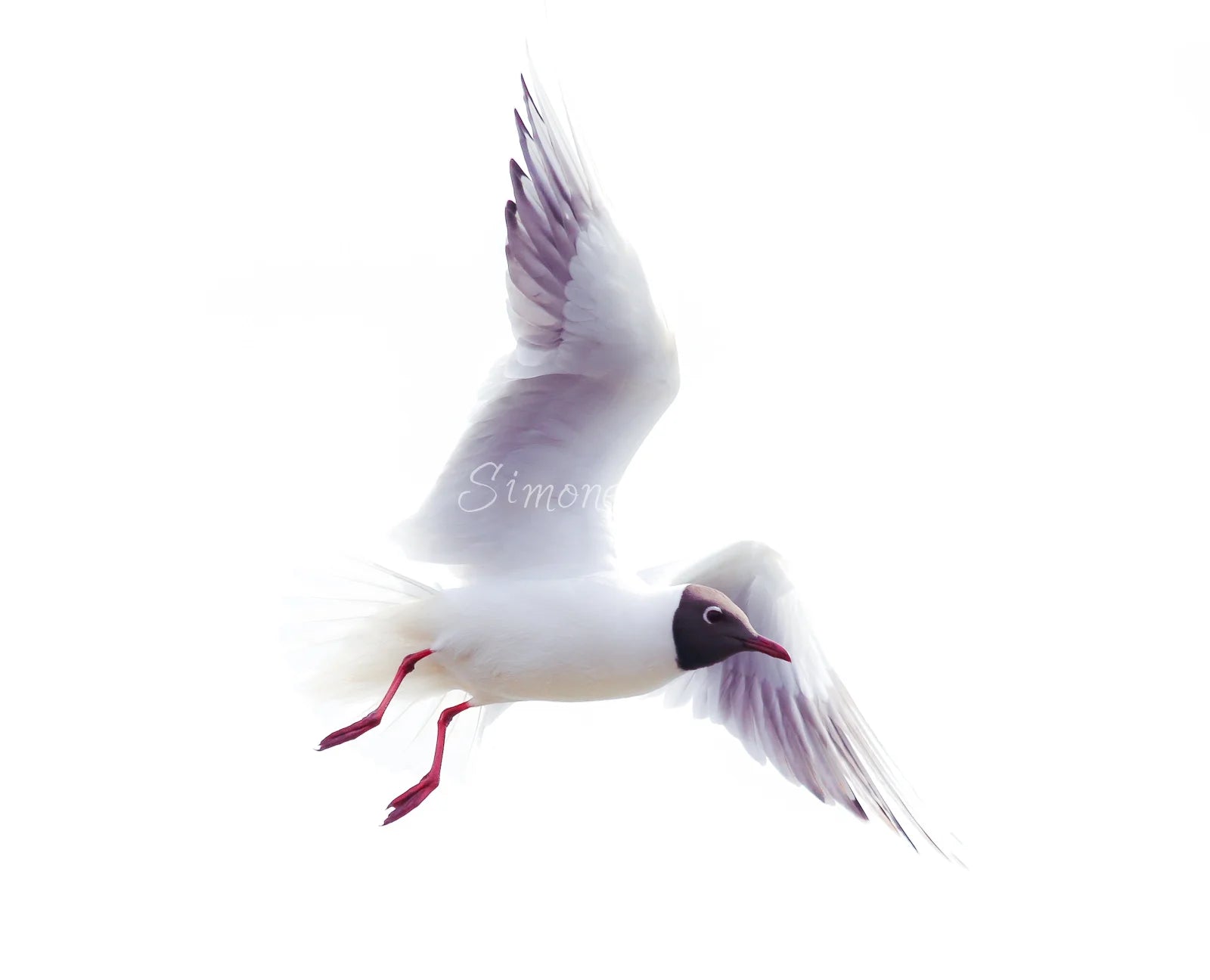 Black-headed Gull (photo) - v.2