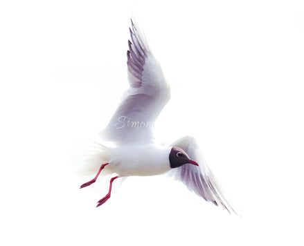 Black-headed Gull (photo) - v.2