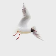 Black-headed Gull (photo) - v.3