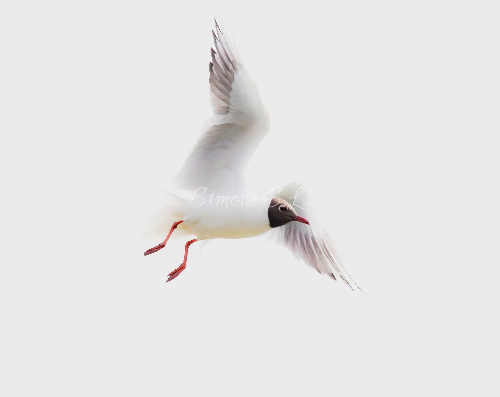 Black-headed Gull (photo) - v.3