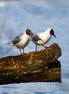 Black-headed Gulls (photo)