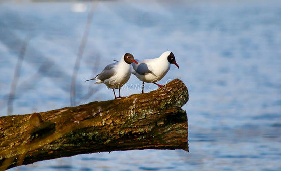 Black-headed Gulls (photo)