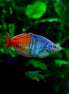 Boeseman’s Rainbowfish (photo)