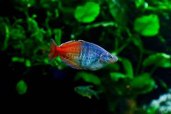 Boeseman’s Rainbowfish (photo)