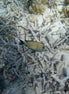 Brown Surgeonfish (photo)