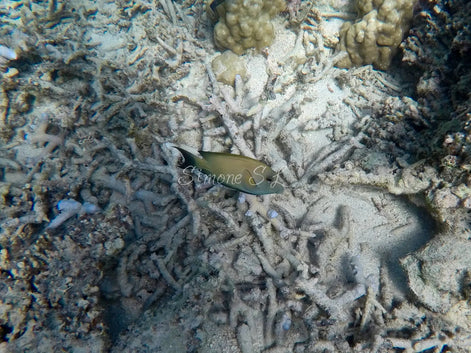 Brown Surgeonfish (photo)