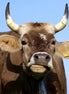 Brown Swiss Cow 1 (photo)