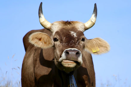 Brown Swiss Cow 1 (photo)
