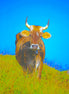 Brown Swiss Cow 2 (photo)