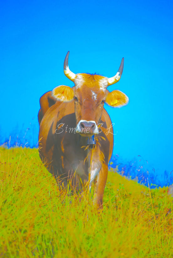 Brown Swiss Cow 2 (photo)