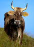 Brown Swiss Cow 3 (photo)