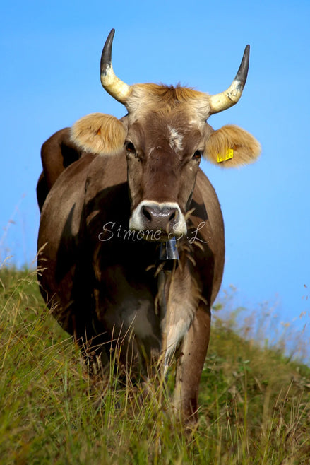 Brown Swiss Cow 3 (photo)