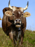 Brown Swiss Cow 4 (photo)