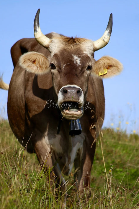 Brown Swiss Cow 4 (photo)