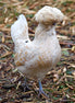Buff Laced Chicken with funny hairstyle (photo)