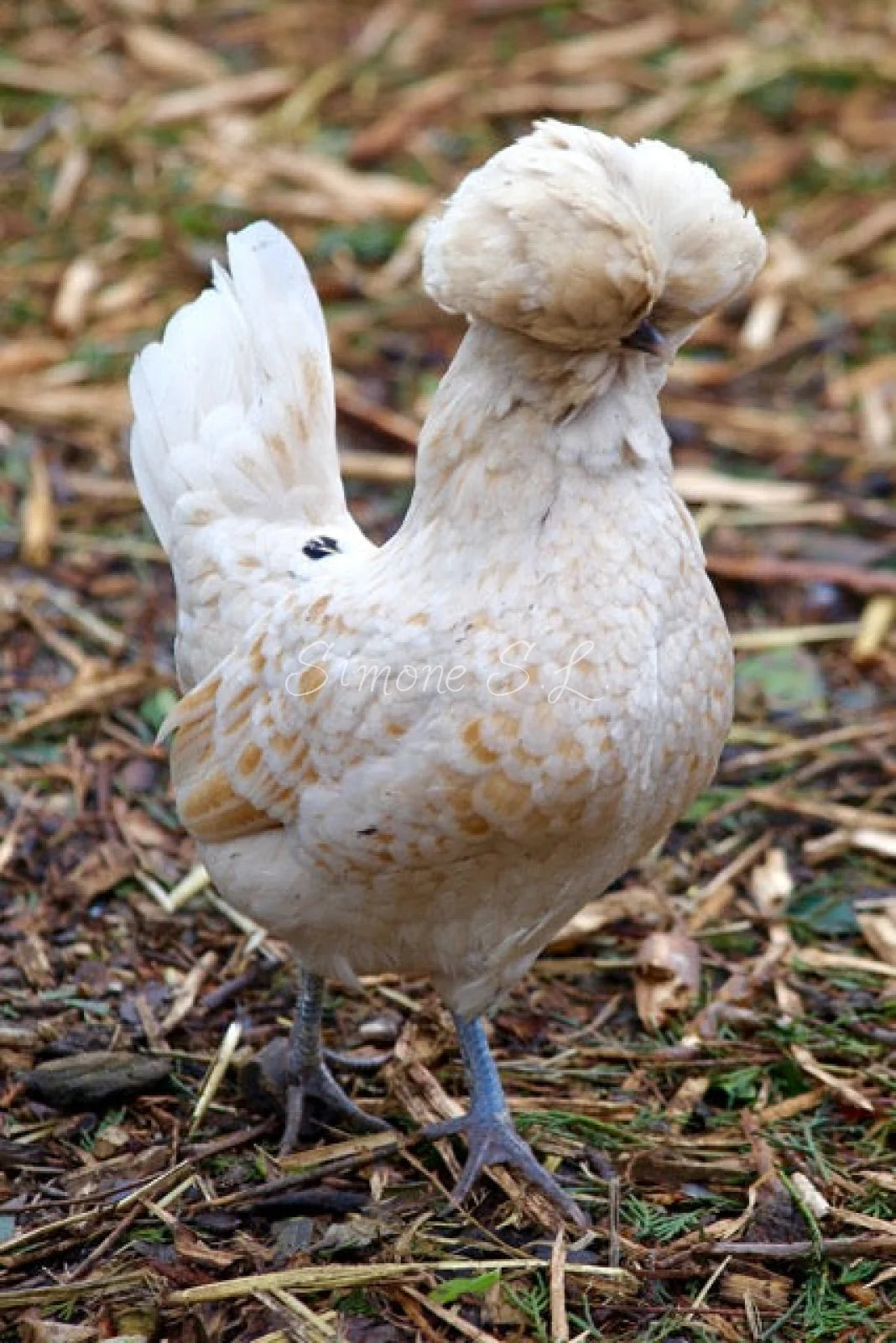 Buff Laced Chicken with funny hairstyle (photo)