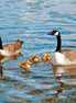 Canada Goose Family (photo)