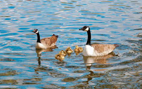 Canada Goose Family (photo)