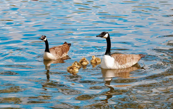 Canada Goose Family (photo)