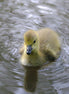 Canada Goose Gosling 1 (photo)