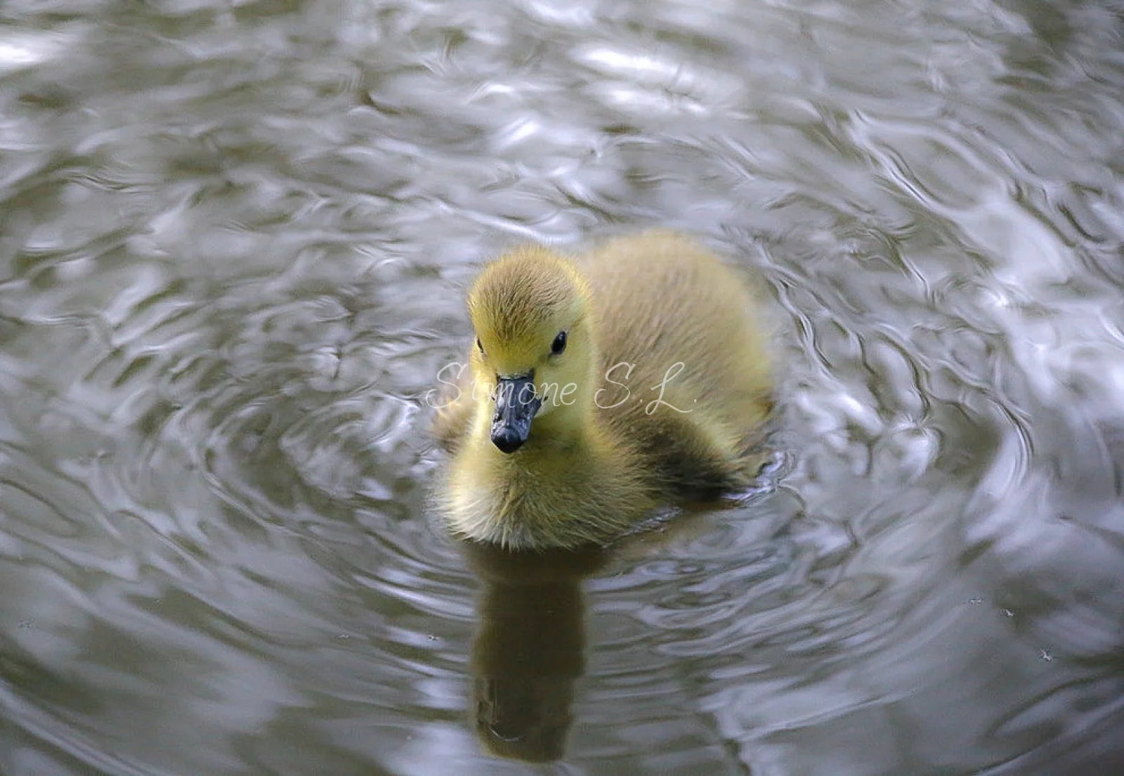Canada Goose Gosling 1 (photo)