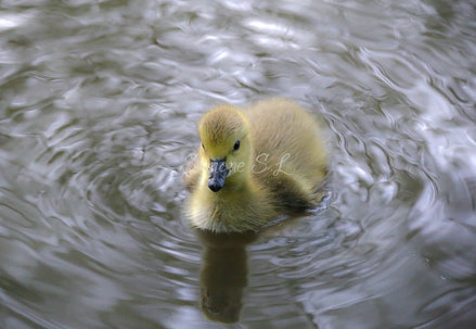 Canada Goose Gosling 1 (photo)