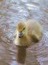 Canada Goose Gosling 3 (photo)
