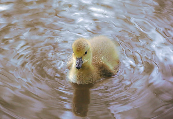 Canada Goose Gosling 3 (photo)