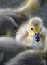 Canada Goose Gosling 4 (photo)