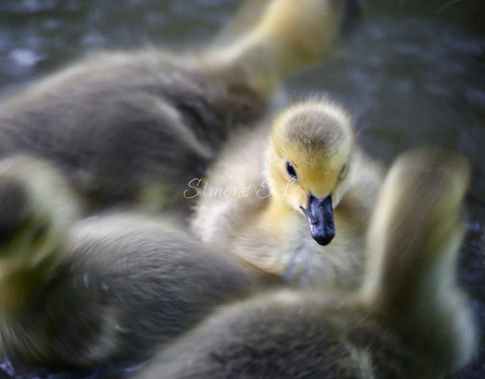 Canada Goose Gosling 4 (photo)
