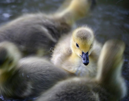 Canada Goose Gosling 4 (photo)
