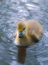 Canada Goose Gosling (photo)