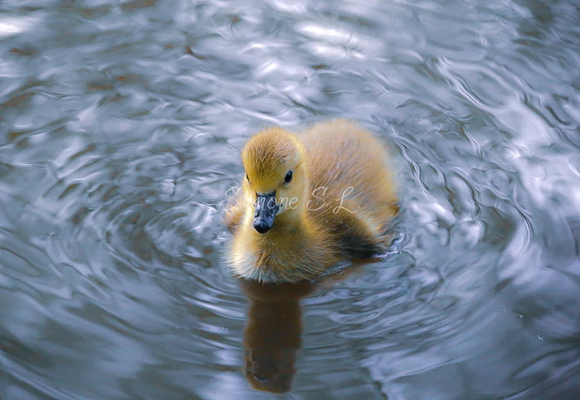 Canada Goose Gosling (photo)